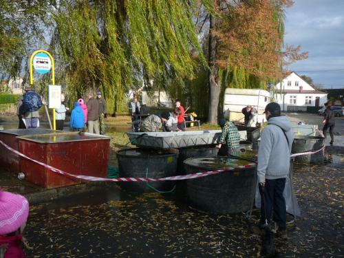 Výlov rybníku v Loděnici 29.10.2016