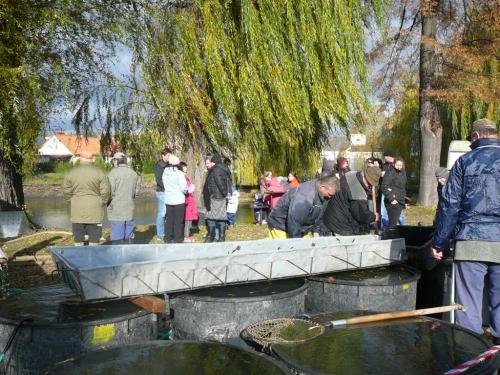 Výlov rybníku v Loděnici 29.10.2016