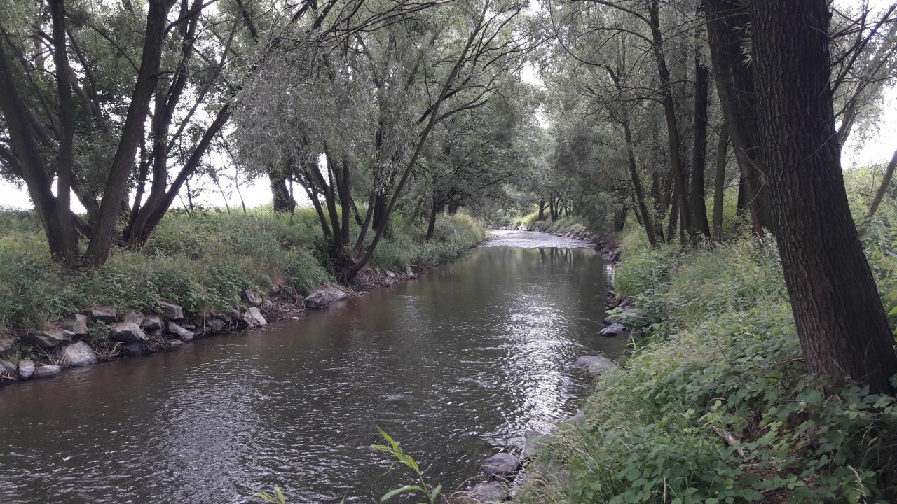 Niva řeky Opavy v Holasovicích 2